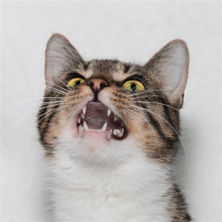 Can I scream at my cat?