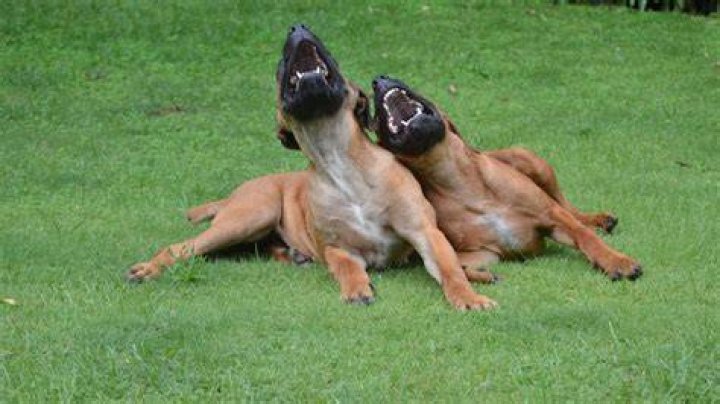 Do dogs know what laughing?