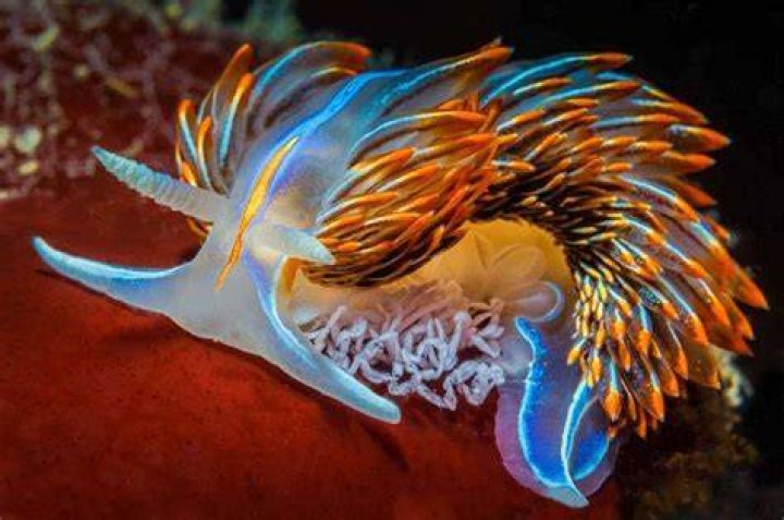 Do nudibranchs have teeth?