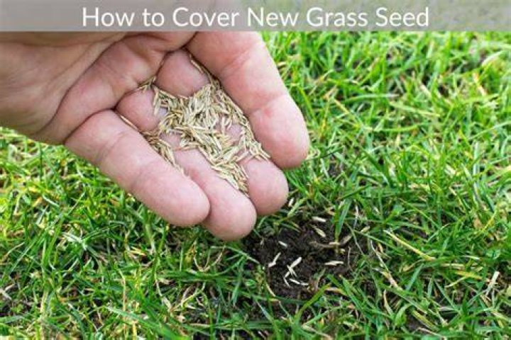 Do you cover grass seed with soil?