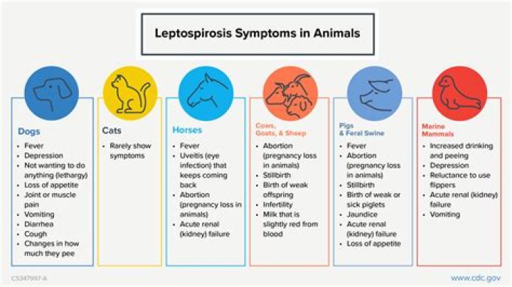 How common is leptospirosis in dogs?