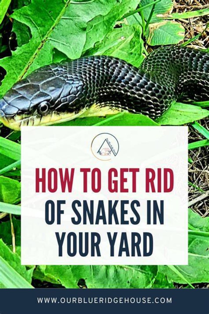 How do I get rid of black snakes in my house?