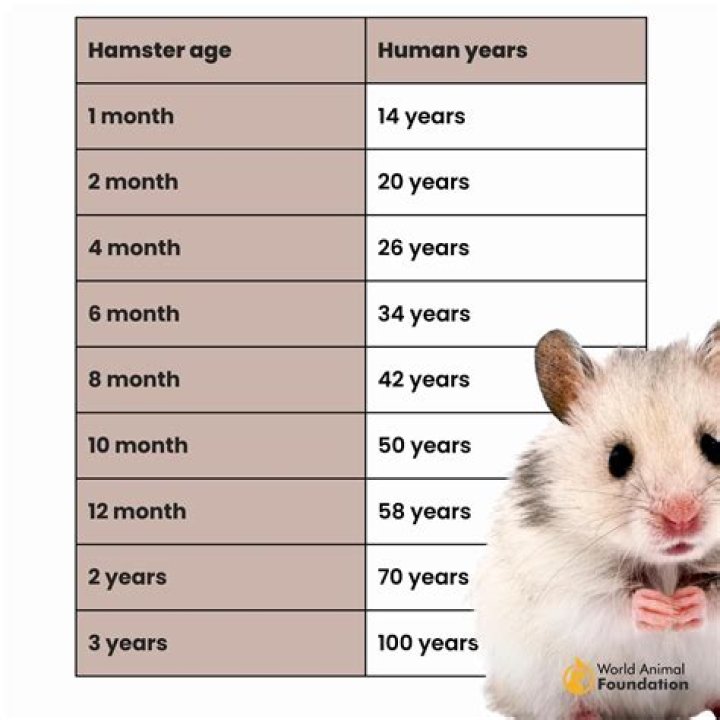 How long is 1 day for a hamster?
