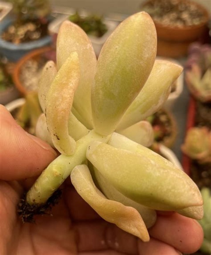 Should you pull yellow leaves off succulents?