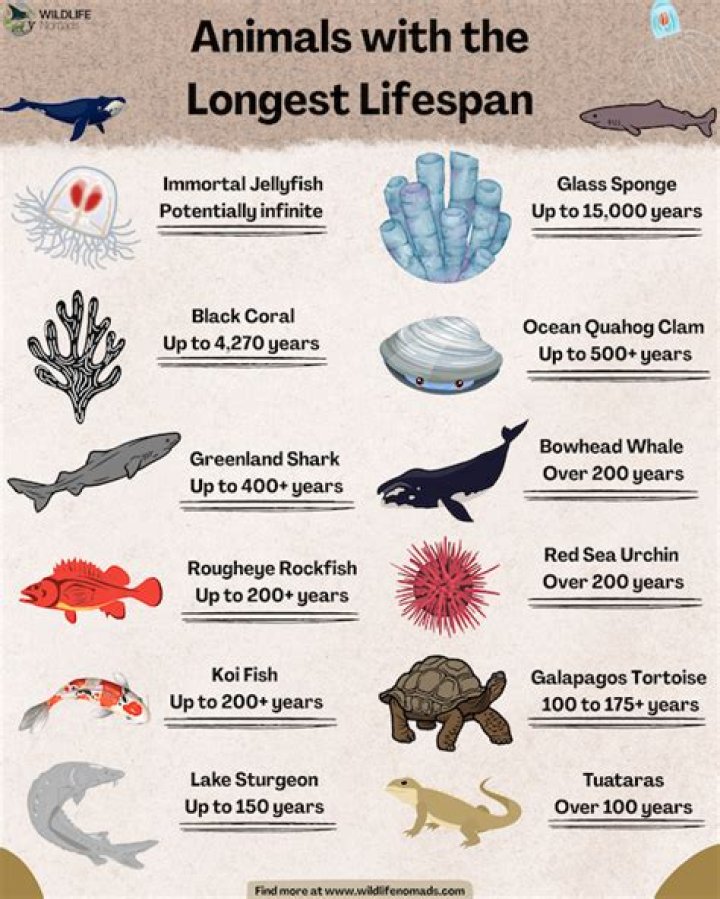 What animal lives the longest life?