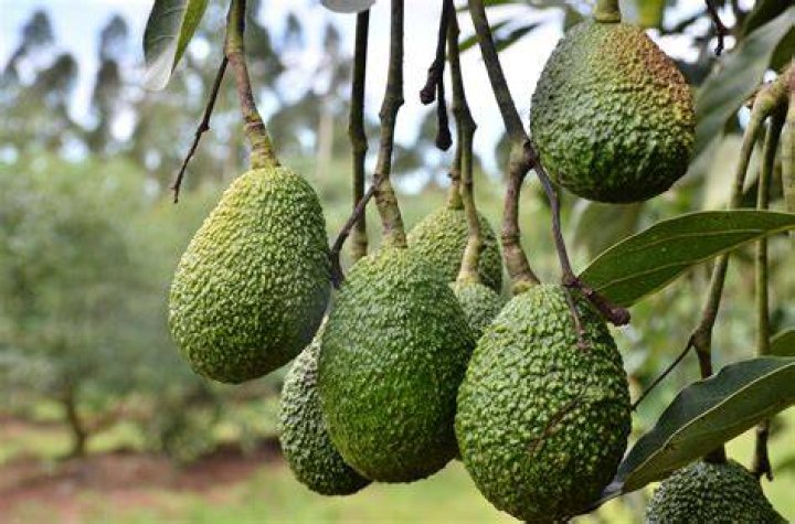 What are two advantages of the Hass avocado?