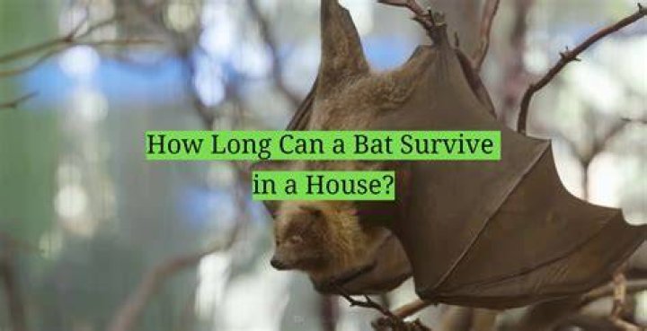 What happens if bat dies in home?