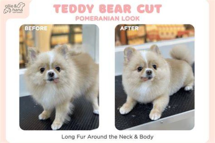 What is a teddy cut?