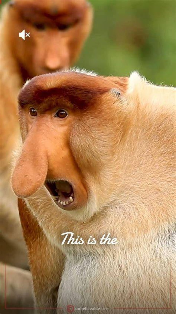 What makes a monkey special?