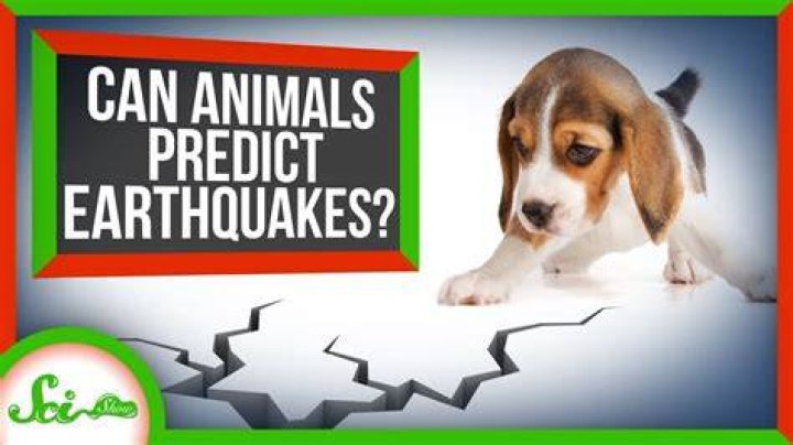 Which animal can predict earthquake?
