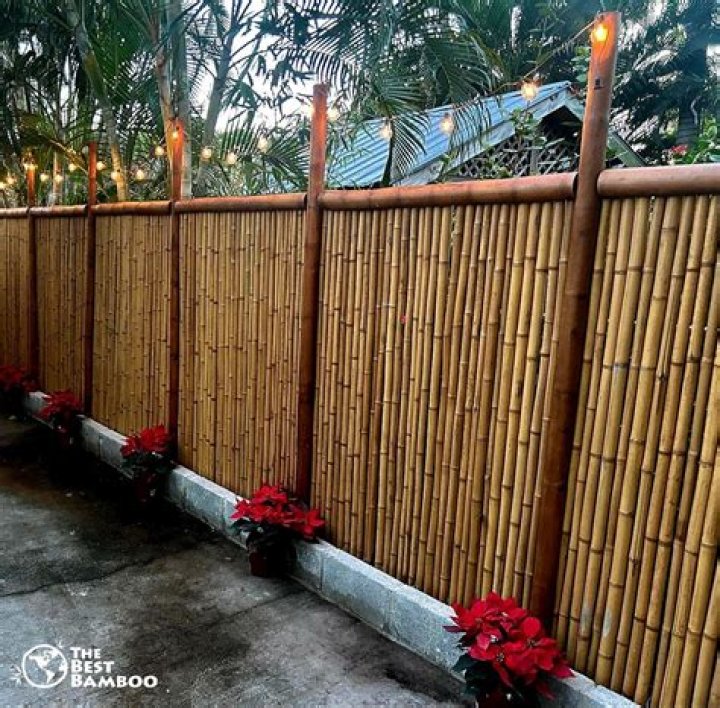 Which bamboo is best for privacy fence?