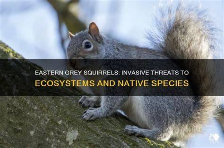 Why are grey squirrels a problem?