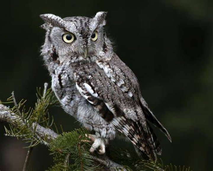 Why do owls screech?