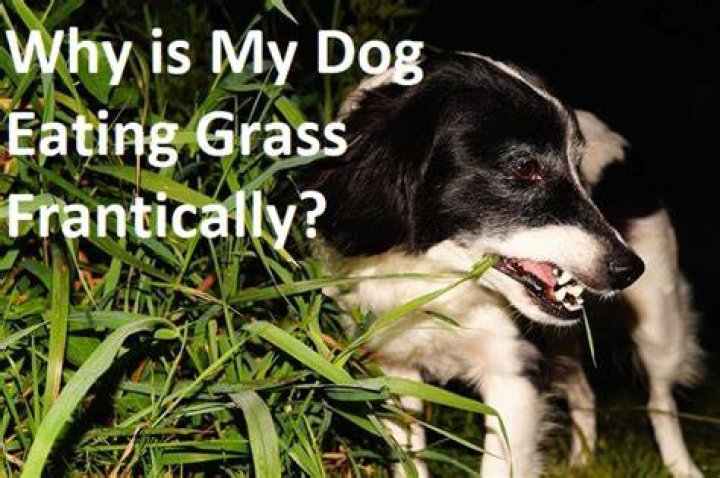 Why is my dog frantically eating grass and panting?
